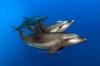 Delfines
