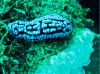 Nudibranquia
