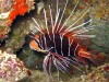 Rascasa o Pterois
