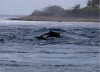 Delfines en Rangiroa
