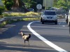 Gallos y gallinas