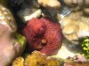 Pulpo en un jardín de coral
