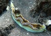 Nudibranquio