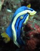 Nudibranquio