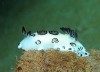 Nudibranquio