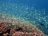 Corales acropoa con miles de damiselas verdes azuladas