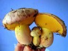 Boletus Appendiculatus