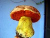 Boletus lupinus