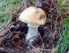 Amanita rubescens