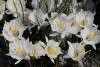 Narcissus cantabricus