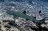 Tiburón punto blanco de arrecife