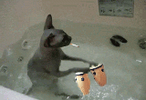 gato-tambor2