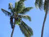 Talado de palmeras