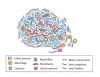 Figura 1. Esquema de los componentes del microentorno de un tumor