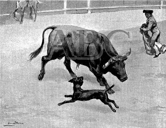 165el-perro-paco04-incordiando-a-un-toro-blyn-24-7-1910