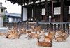 En Nara, ciudad imperial del Japón, © Pablo J. Rico 2009