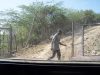 Manuel, trabajador haitiano dándonos acceso a otra parte de la finca