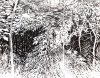 Bosque-invisible-2020.-Acrilico-y-lapiz-acuarelable-sobre-lienzo-89-x-116-cm