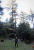 Entre los cedros del Parque Nacional Ifrane