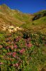 Rododendros en flor